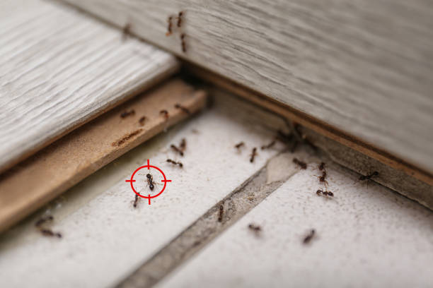 Flea Control Services in Fox Lake, IL