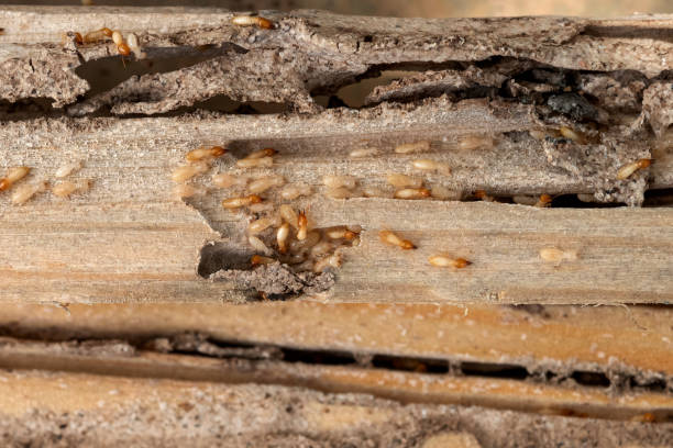 Best Pest Prevention Services  in Fox Lake, IL